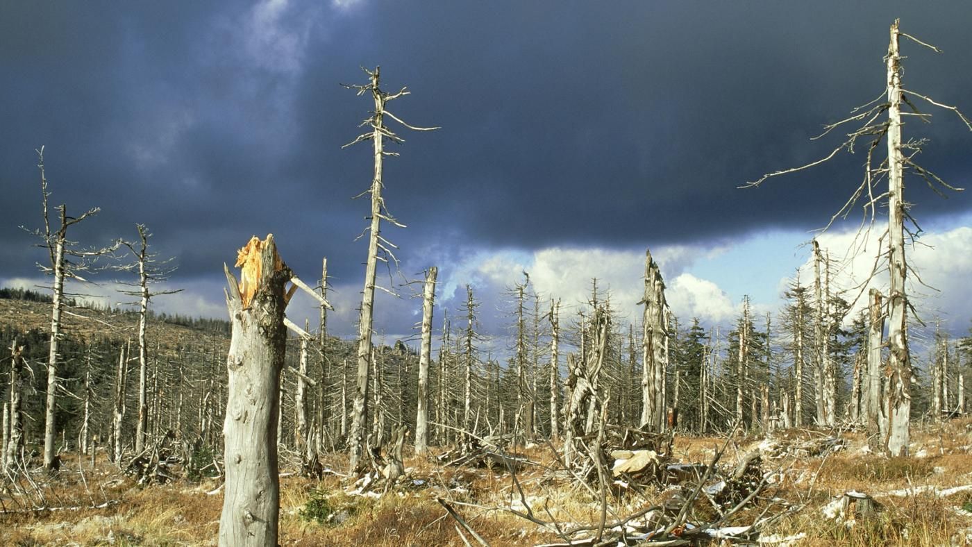 acid rain effects on plants and trees